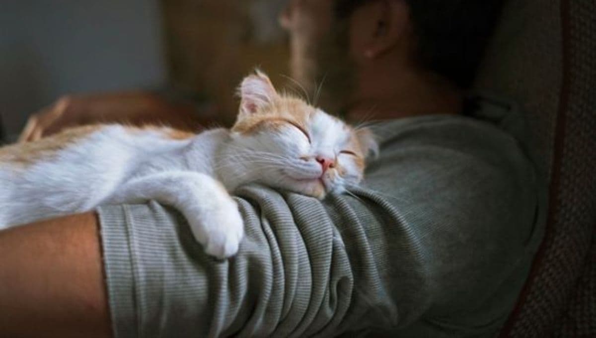 ¿Qué significa que mi gato DUERMA encima mío?, ¿es malo?