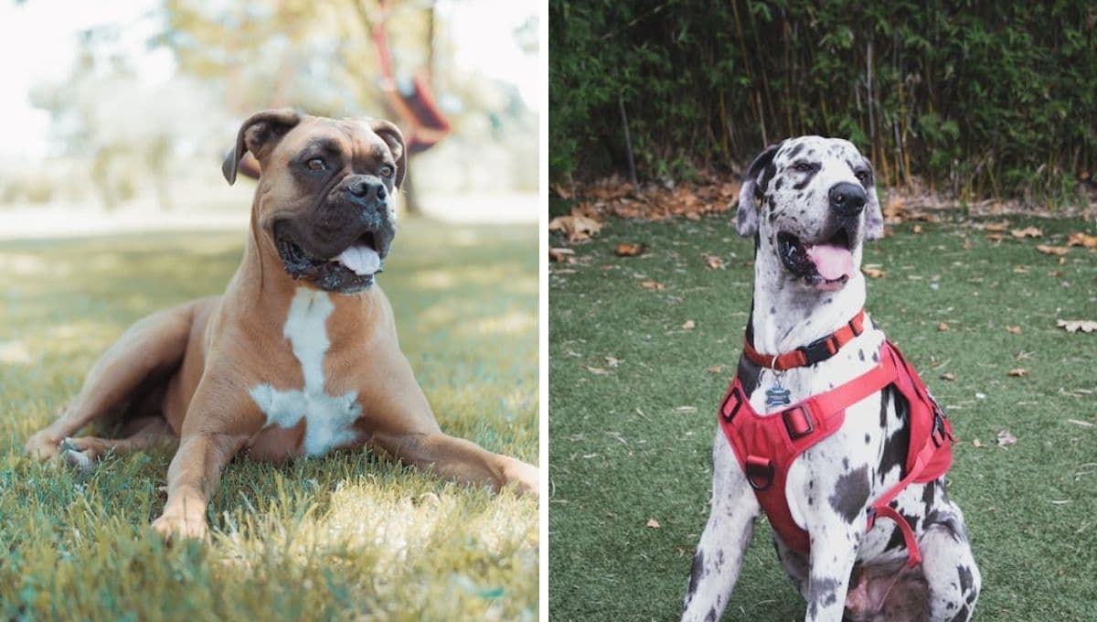 3 mejores razas de perros para cuidar la casa: son imponentes y obedientes