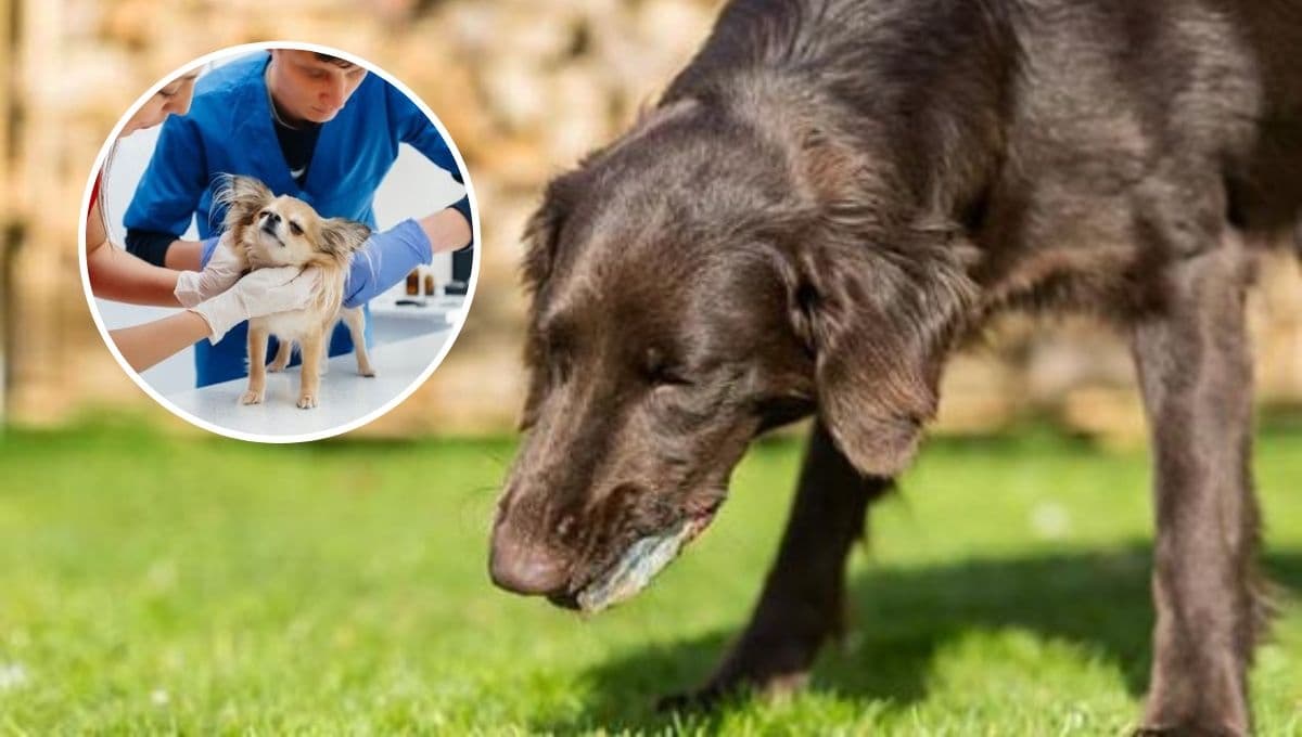 ¿Por qué los perros vomitan amarillo?
