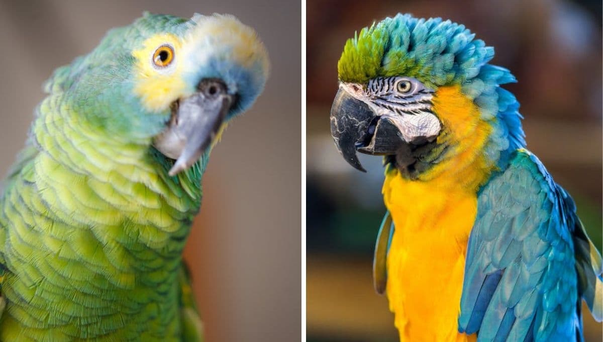 ¿Cómo saber si tu loro te quiere?