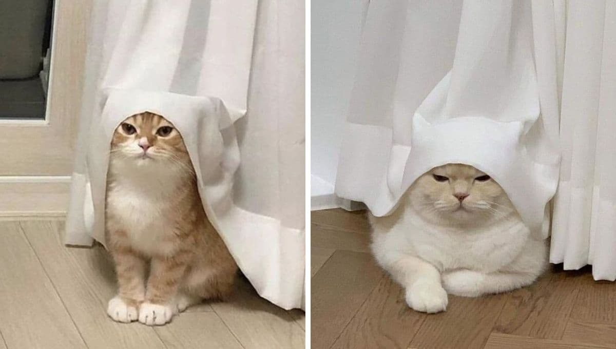 6 nombres poco comunes para gatos con significado interesante