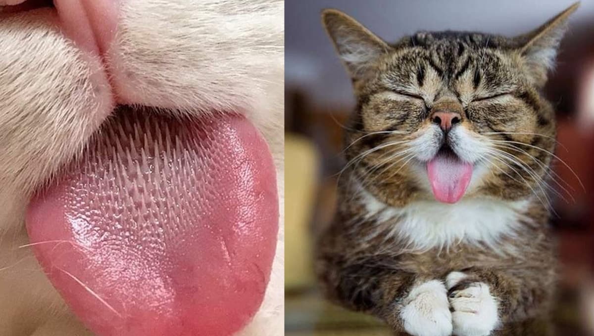 ¿Por qué los gatos tienen la lengua rasposita?