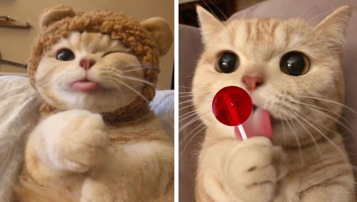 6 nombres kawaii para gatos machos con su significado