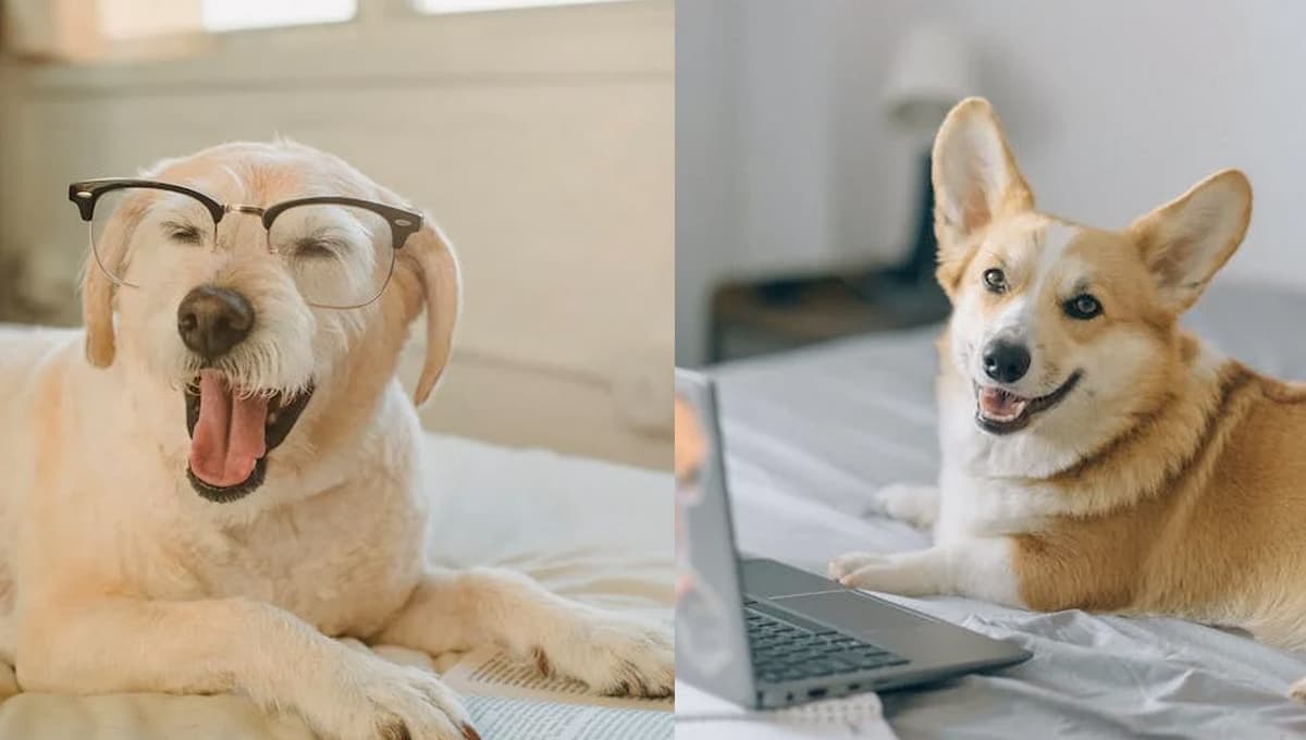 3 razas de perros que más años VIVEN: tendrás un amigo por mucho tiempo