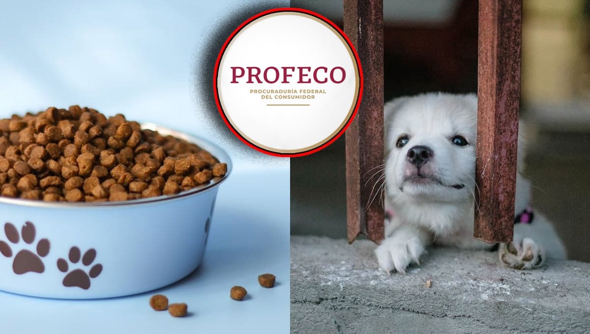 Se vende como croqueta para perro cara pero Profeco la exhibió por EXAGERADA