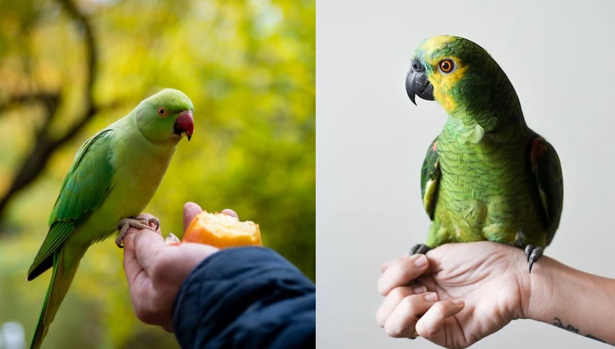 ¿Qué significa que a un loro le gusta que le rasques la cabecita?