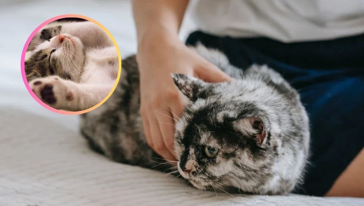 ¿Cómo te demuestran su amor los gatos?