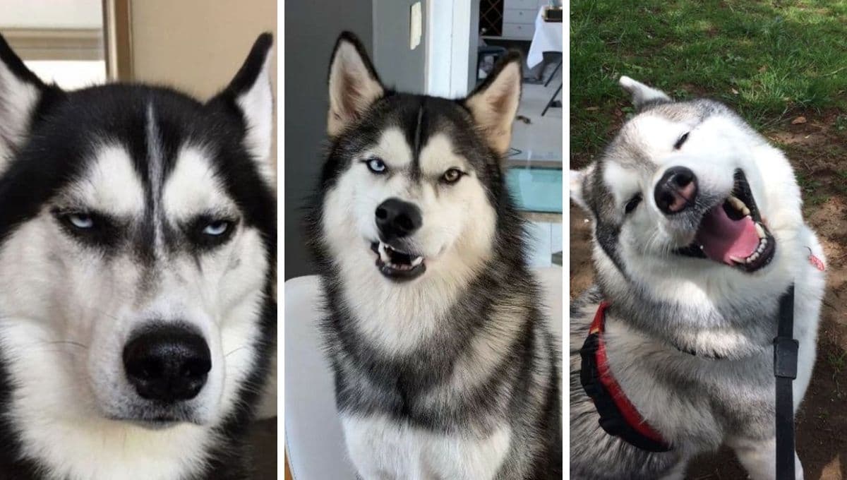 Esta es la raza de perritos más NOBLE: se gana el corazón hasta del más frío