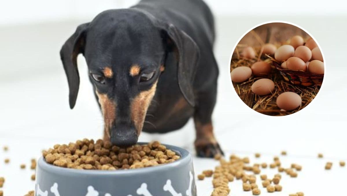 ¿Qué pasa si le doy huevo con croquetas a mi perro?