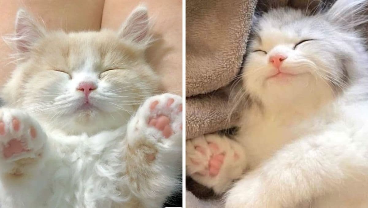 7 nombres tiernos de comida para gatos con significado