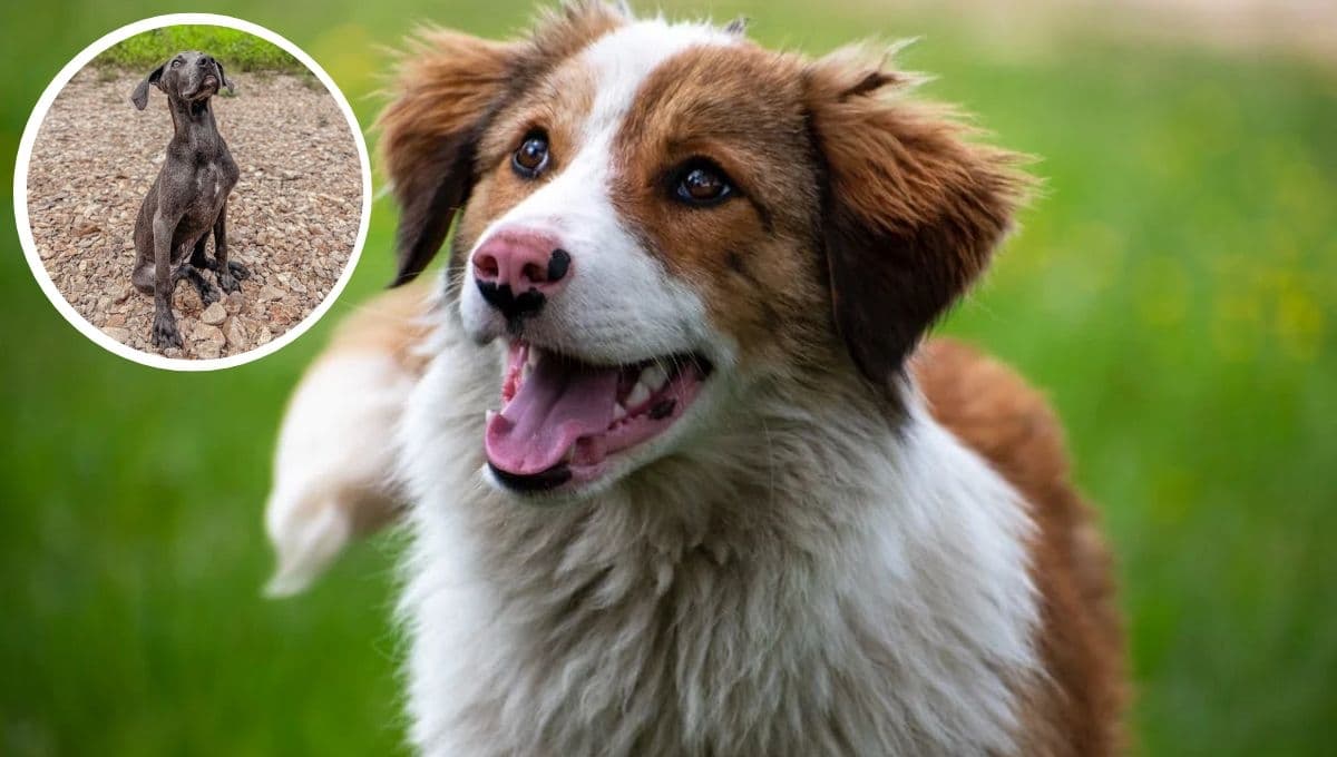 ¿Cómo hacer para que mi perro sea más tranquilo?