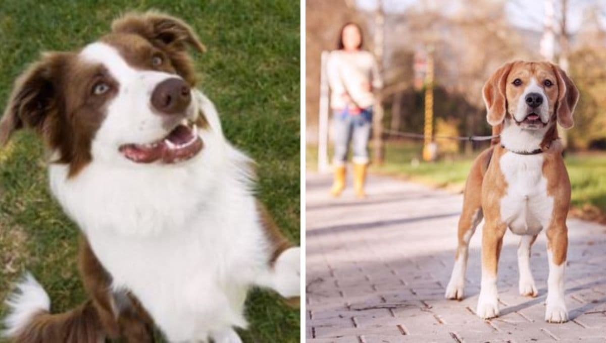 6 señales de que tienes un perro bien EDUCADO en casa