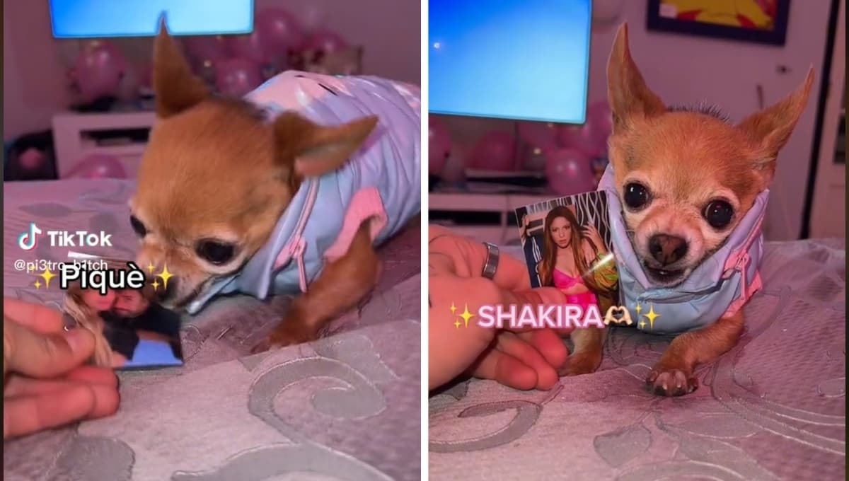 Adorable perrito MUERDE a Piqué, ¿es team Shakira?