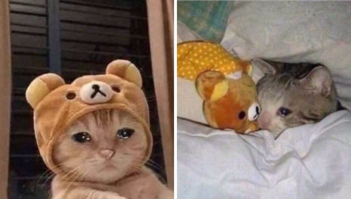 7 MEMES de gatos tristes para compartir en WhatsApp esos días de bajón