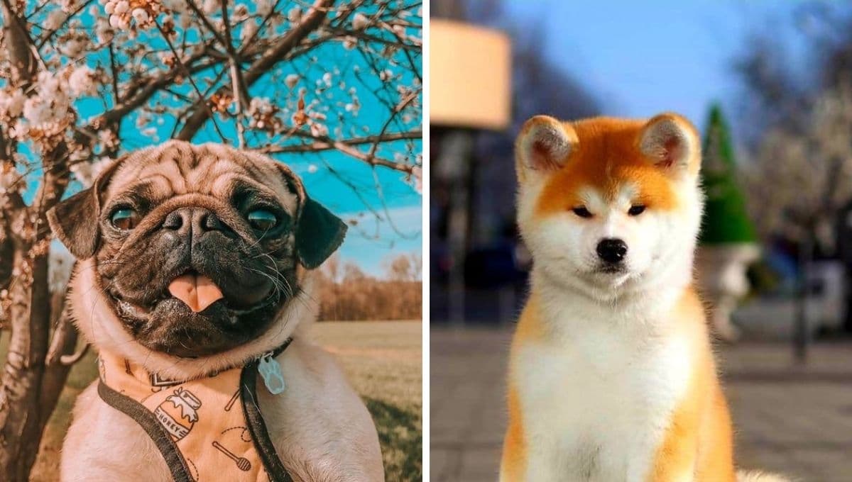 ¿Qué raza de perro es mejor para cuidar la casa?