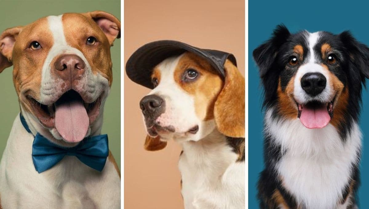 ¿Qué raza de perros vive menos tiempo y por qué?