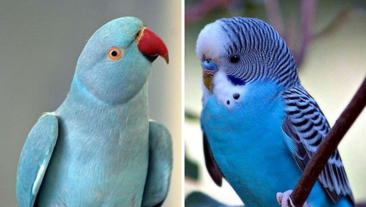 ¿Cómo saber si le agradas a un loro?