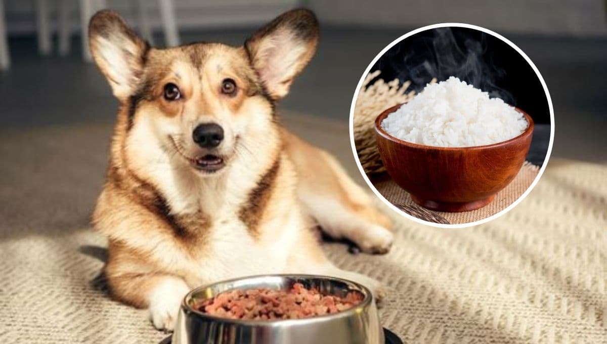 ¿Qué pasa si le doy arroz a mi perro?