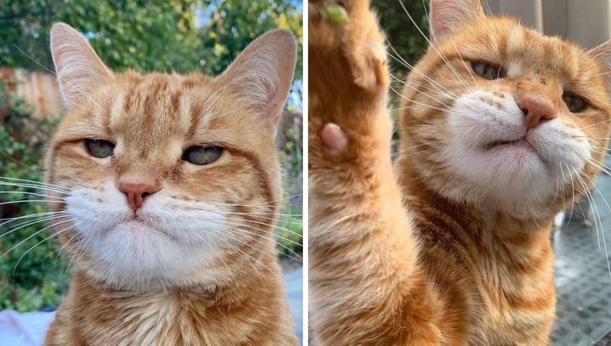 6 nombres para gatas VALIENTES con su significado
