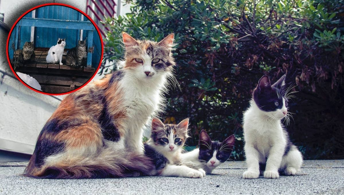 Conoce La Isla de los Gatos, el mejor destino para amantes de los michis