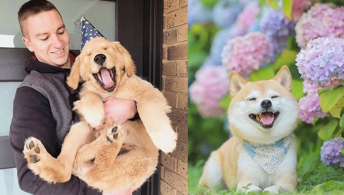 ¿Cómo demostrarle a mi perro que lo quiero mucho?