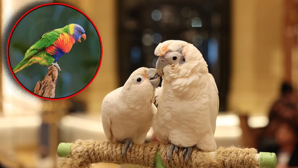 ¿Qué raza de loro es la que más habla?