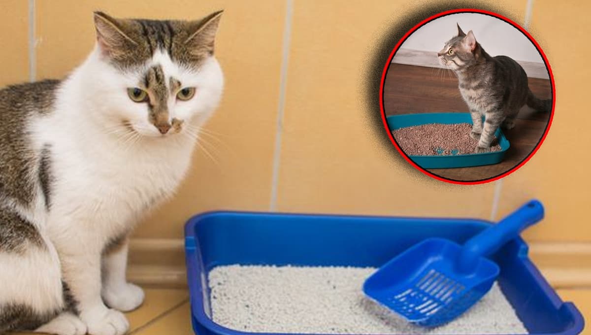 ¿Cómo hacer que mi gato vuelva a orinar en el arenero?