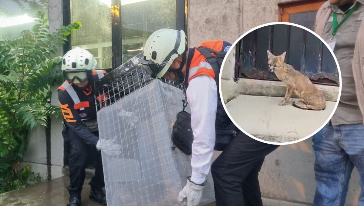 ¿¡Cómo llegó ahí!? Recuperan a zorro SALVAJE en las instalaciones del Metro de la CDMX