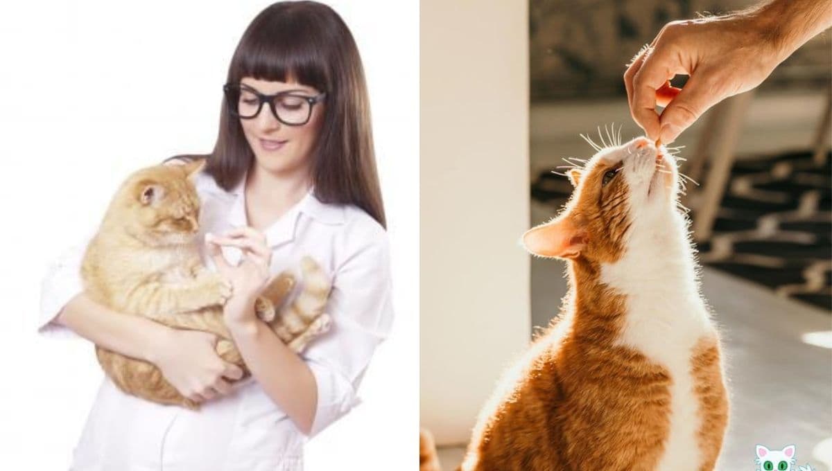 ¿Cómo darle una pastilla a un gato y no terminar toda rasguñada?