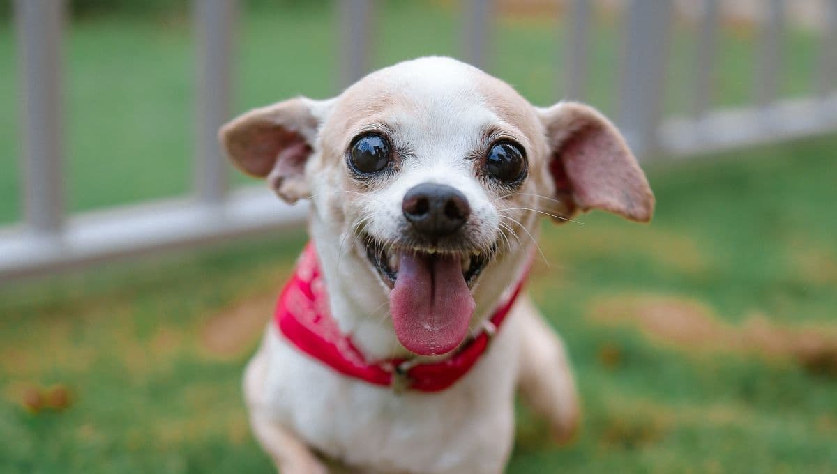 7 BENEFICIOS de tener un perrito Chihuahua en casa