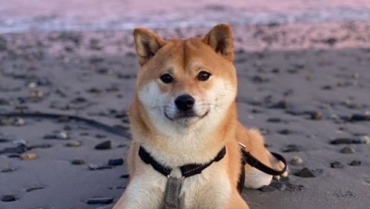 Los 5 perros más bonitos del mundo