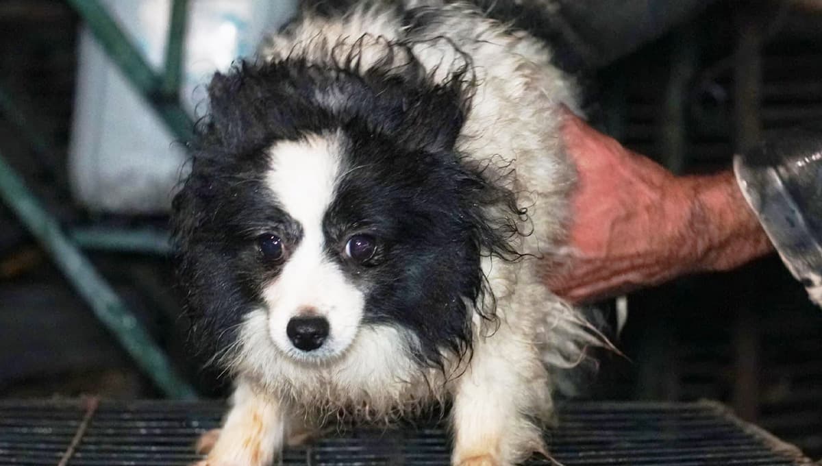 ¡Sin agua ni comida! Así fue el RESCATE de 31 perritos en un criadero de Ecatepec