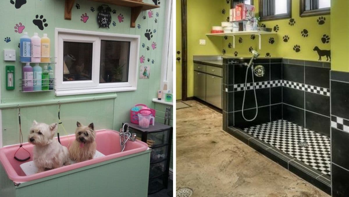 3 spas para perros en la CDMX para consentir y cuidar a tu mascota