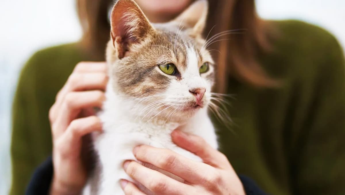 ¿Qué significa cuando un gato te usa como su rascador personal?