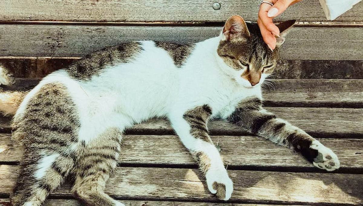 ¿Cómo hacer entender a un gato que lo amas?