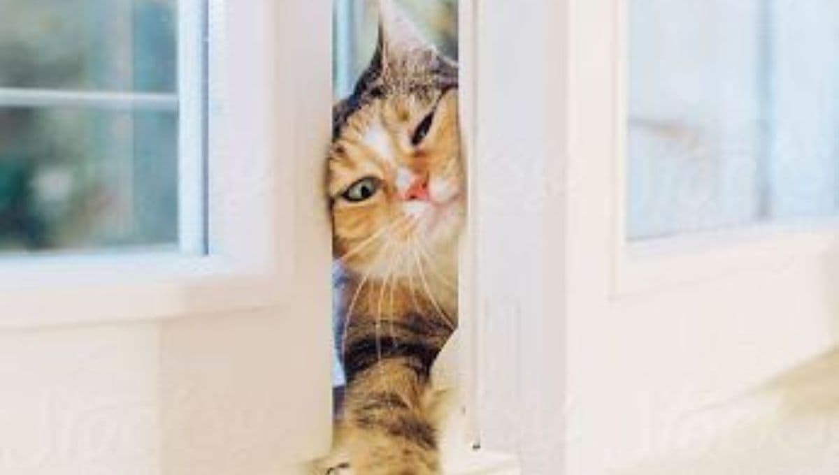 5 consejos para evitar que un gato se ESCAPE de casa