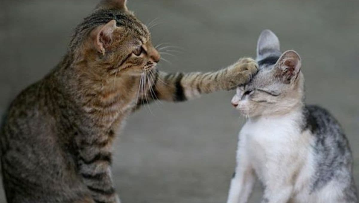 ¿Cómo saber si un gato está celoso?