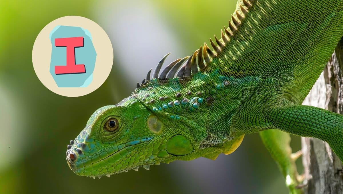 Nombres de animales que empiezan con la letra i