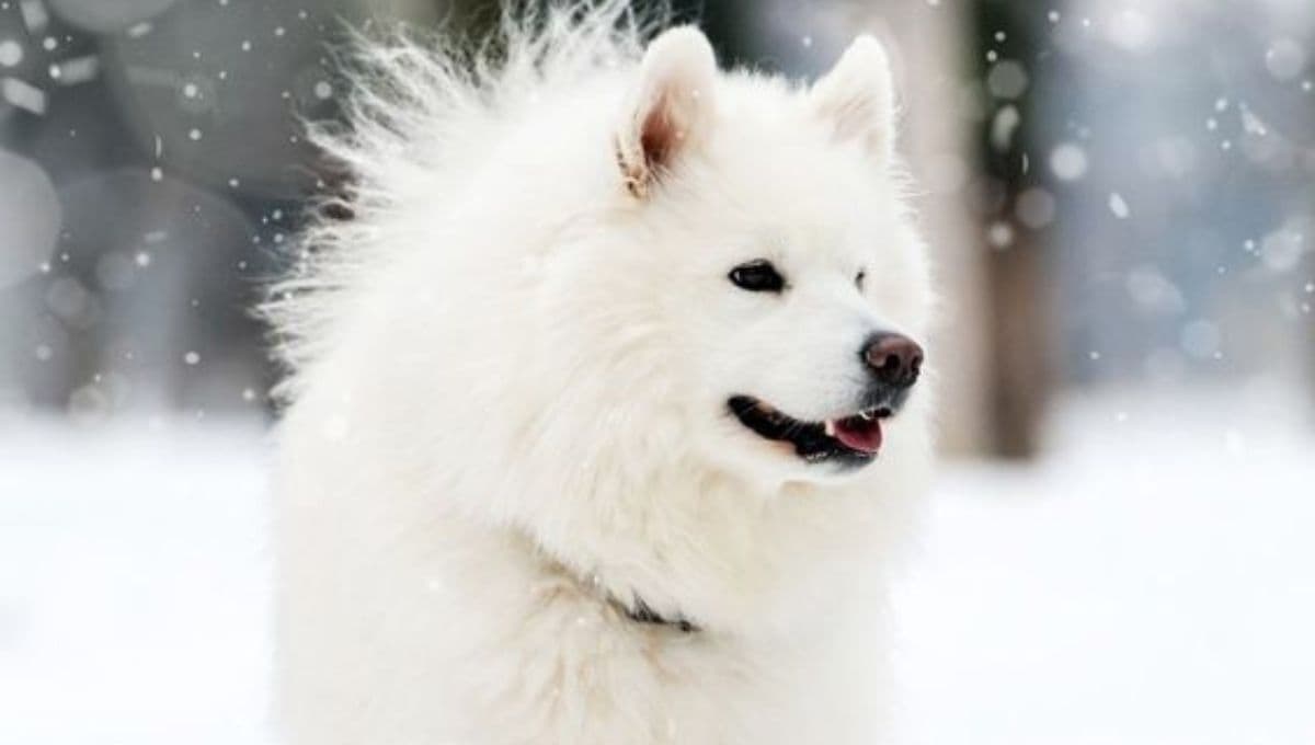 5 razas de perros que son GUARDIANES pero también muy cariñosos