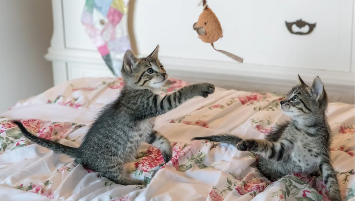 ¿Cómo hacer un juguete casero fácil para gato con tela y catnip? | Paso a paso