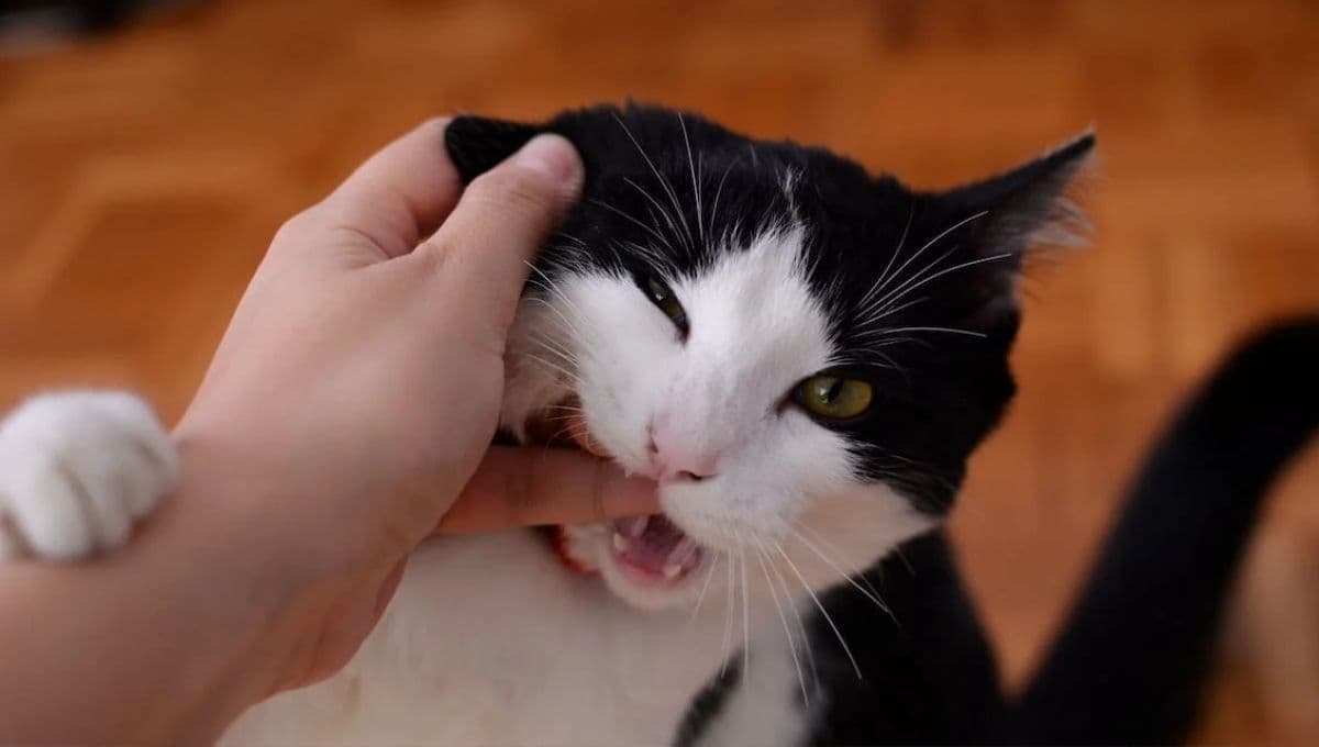 ¿Qué pasa si un gato te muerde de la nada?