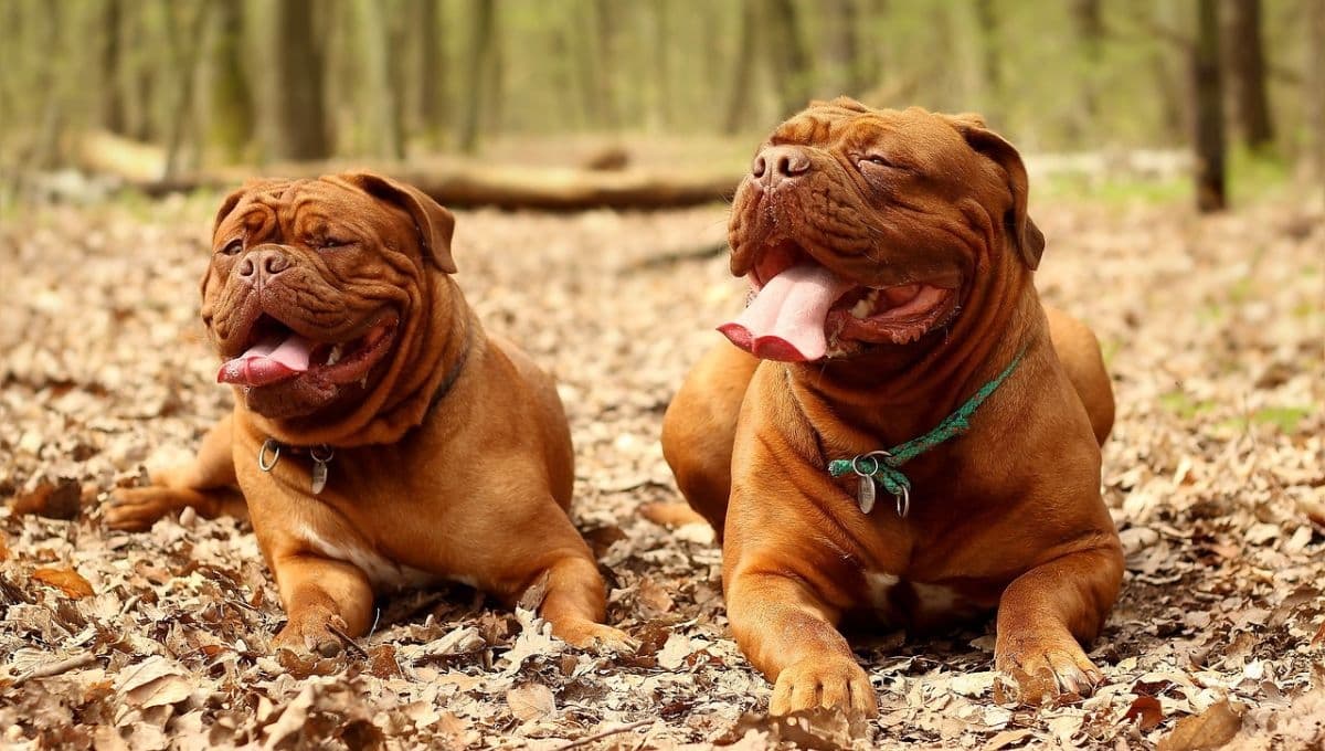 6 nombres MONUMENTALES para perros macho con su significado
