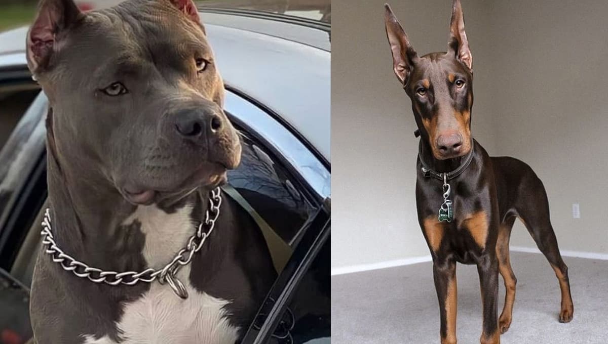 3 mejores perros de PROTECCIÓN: son las razas más valientes