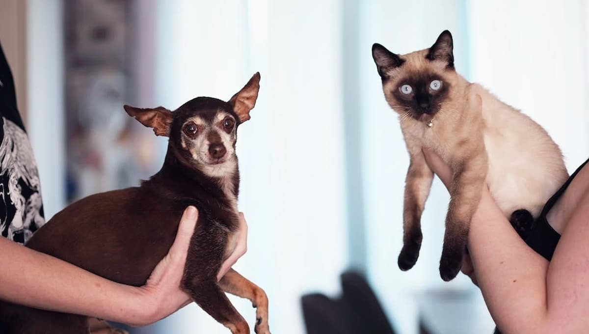 ¿Cómo hacer para que mi gato acepte a mi perro?