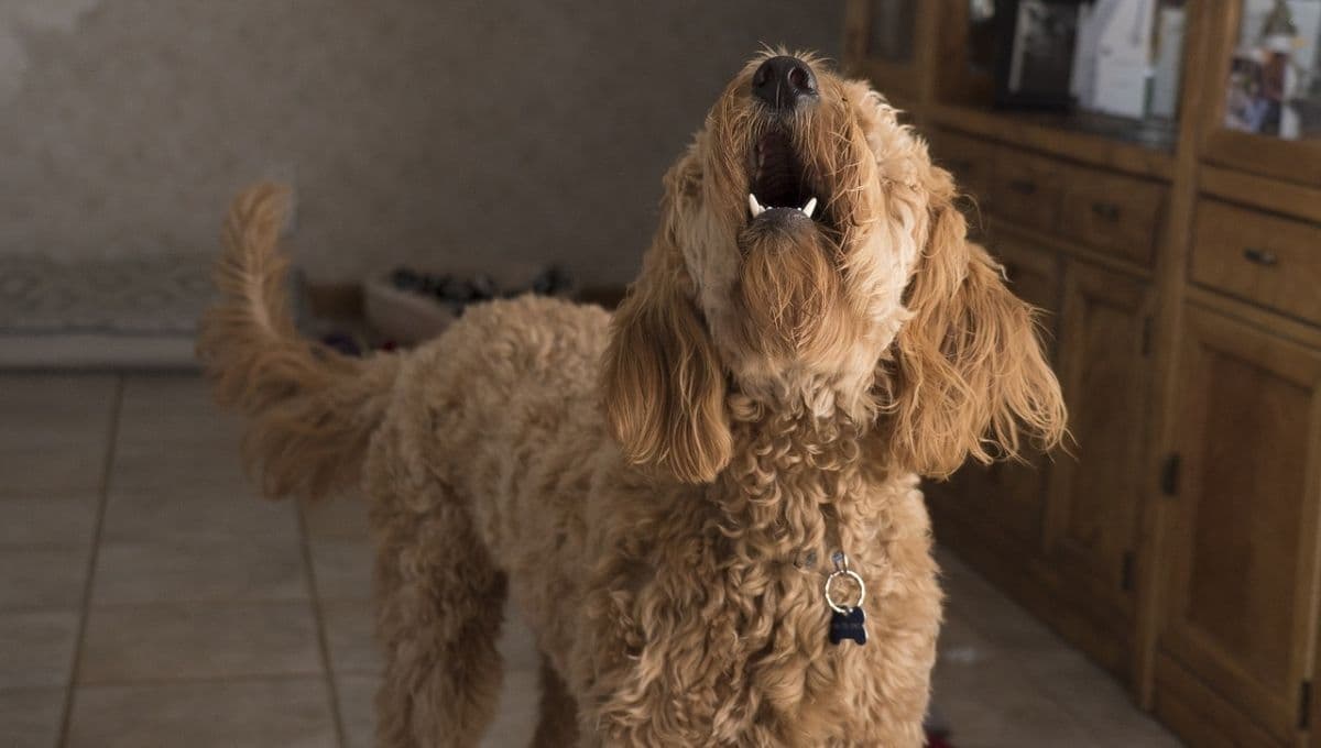 ¿Qué hacer para que mi perro no ladre?