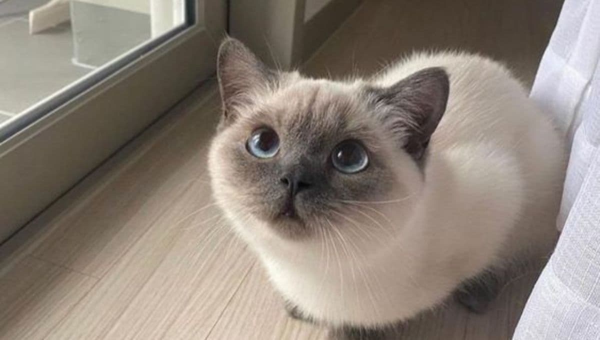 Nombres para gatos siameses poco comúnes con significado