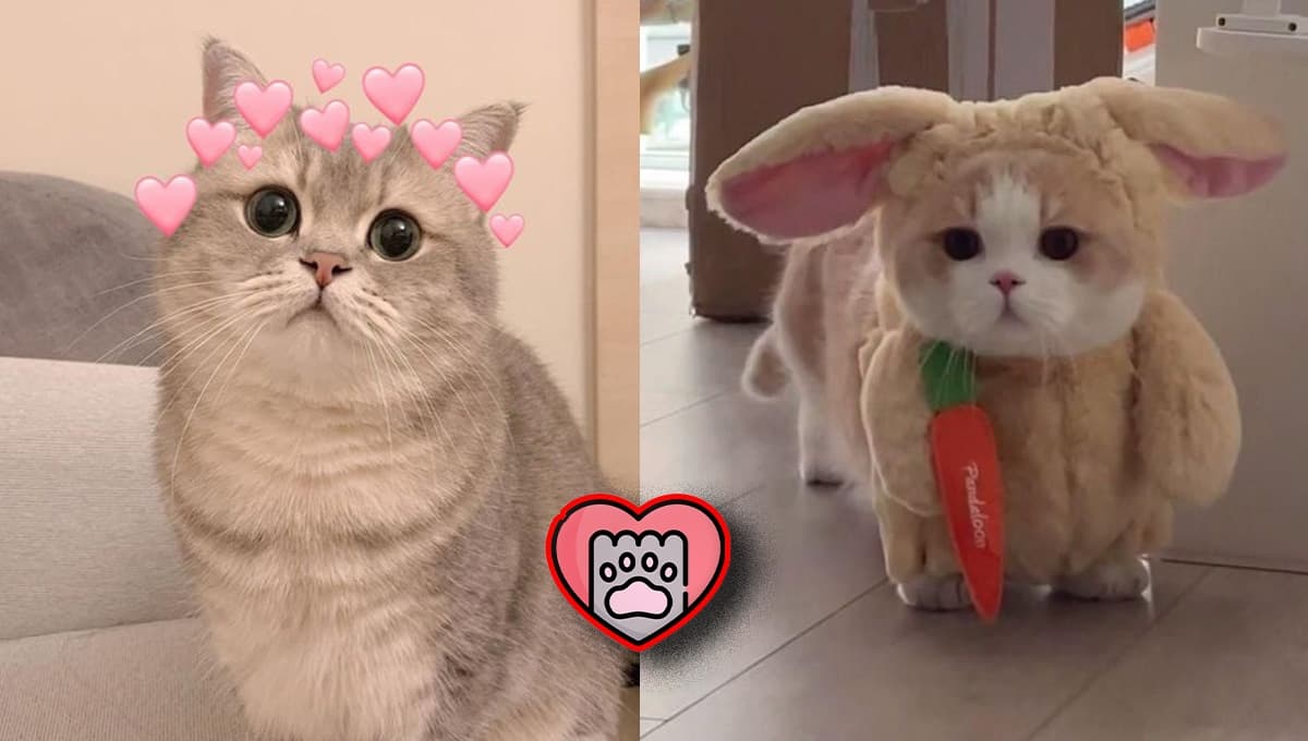 5 fotos de gatos AESTHETIC para poner de perfil en WhatsApp