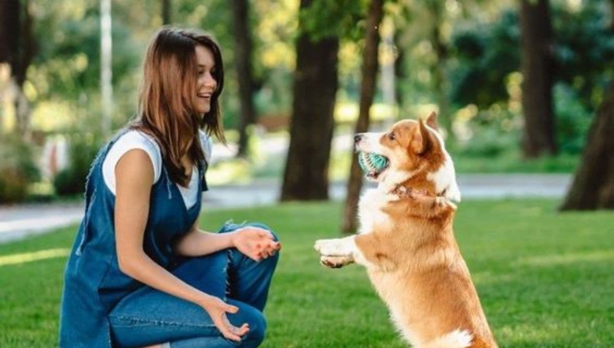¿Cómo decirle te quiero a mi perro?