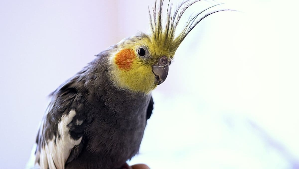 ¿Por qué los loros se arrancan las plumas y cómo evitar que lo hagan?