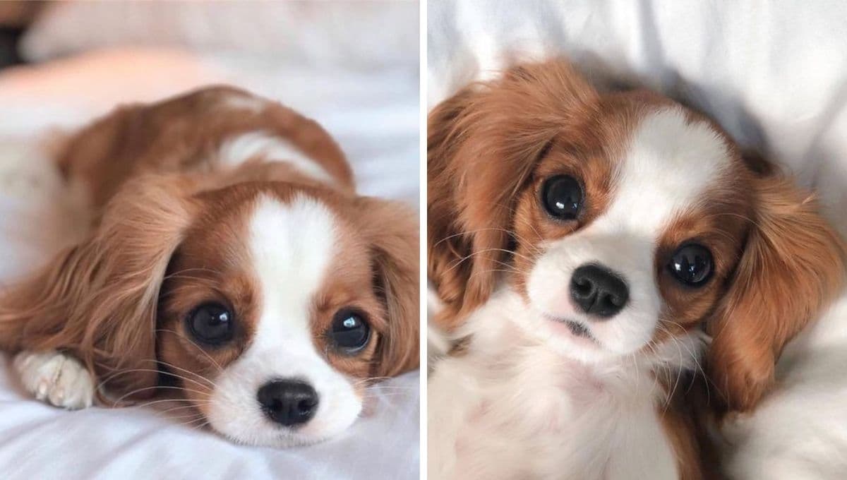 5 razas de perro que viven más años; son bonitos y longevos